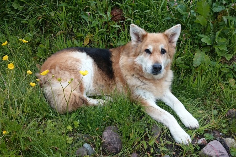 hazel in green